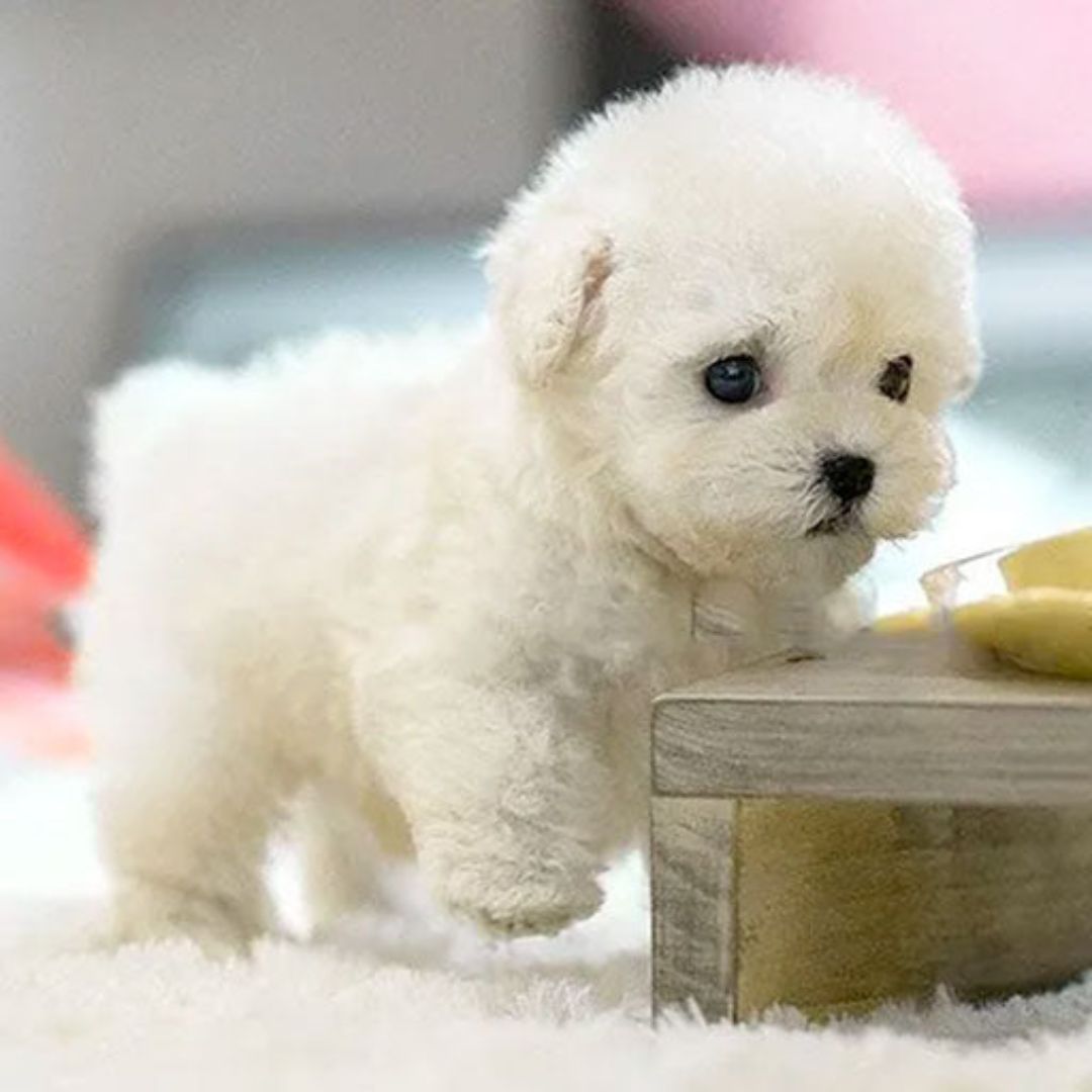 Interactive Plush Pet Toy - Touch & Voice Responsive Companion