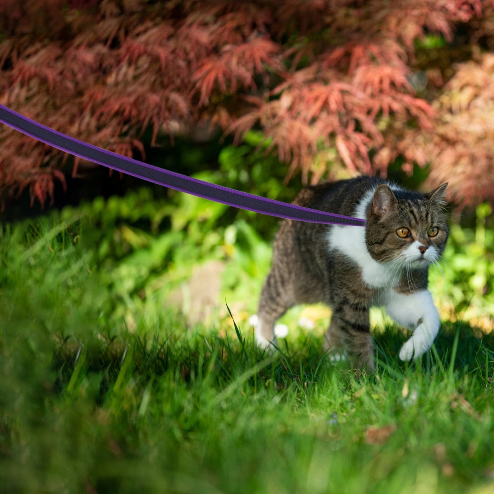 Extra Long Waterproof Dog Lead with Comfy Handle