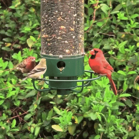 Heavy-Duty Squirrel-Proof Bird Feeder - Metal Design