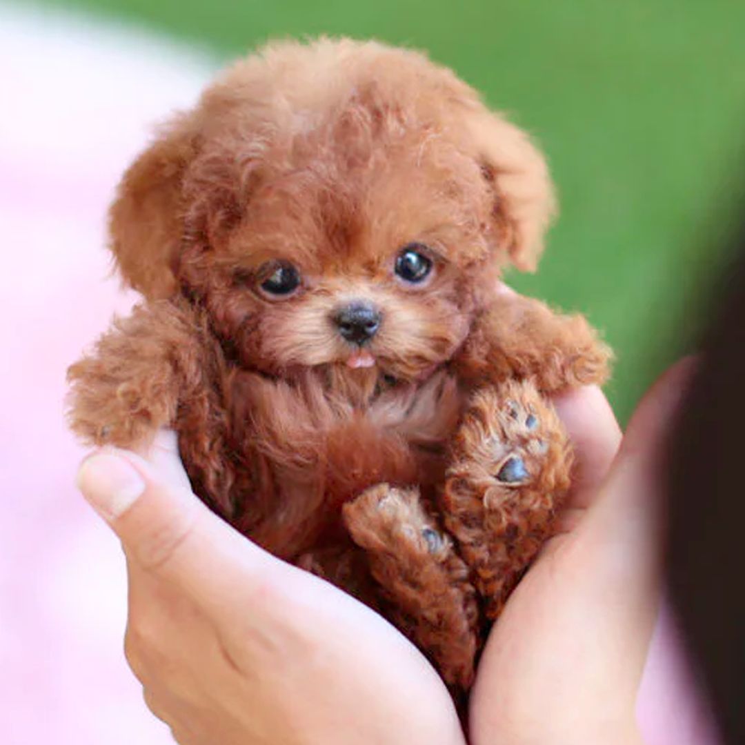 Interactive Robot Puppy - Realistic Companion Pet