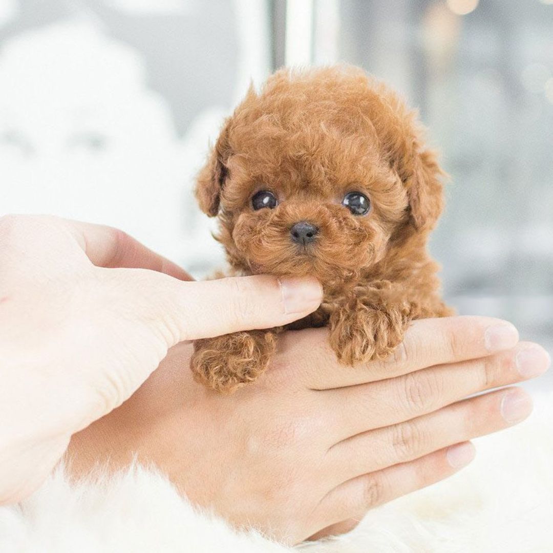 Interactive Robot Puppy - Realistic Companion Pet